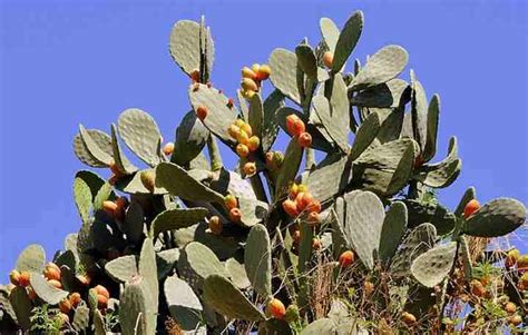 47 Desert Plants With Pictures And Names Identification Guide
