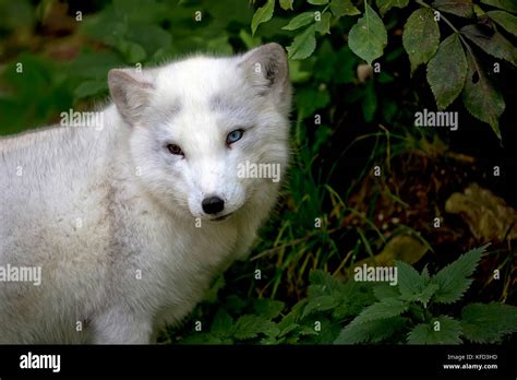 Silver Fox Hi Res Stock Photography And Images Alamy
