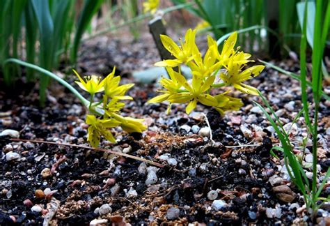 Allium Moly How To Grow Yellow Garlic Jeannine