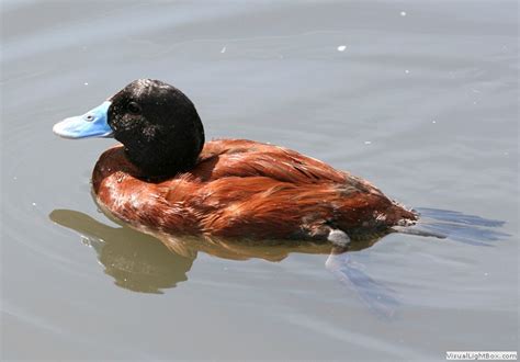 Identify Lake Duck Or Argentine Ruddy Duck Wildfowl Photography