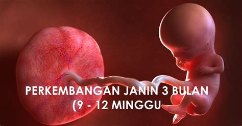 usia janin 3 bulan yang normal dan sehat wanita indonesia