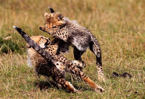 Mischievous Cheetah Cubs Enjoy Play Time Telegraph