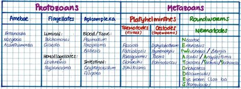 Autoimmune Hemolytic Anemia Aiha Mnemonics Artofit