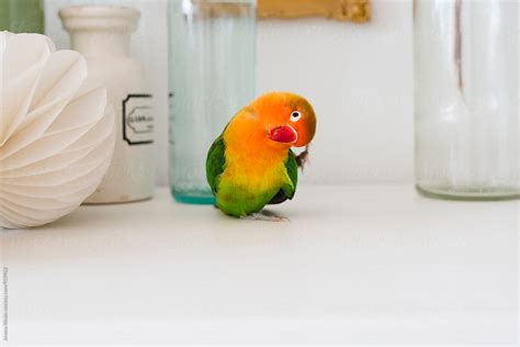 Cute Parrots Telegraph