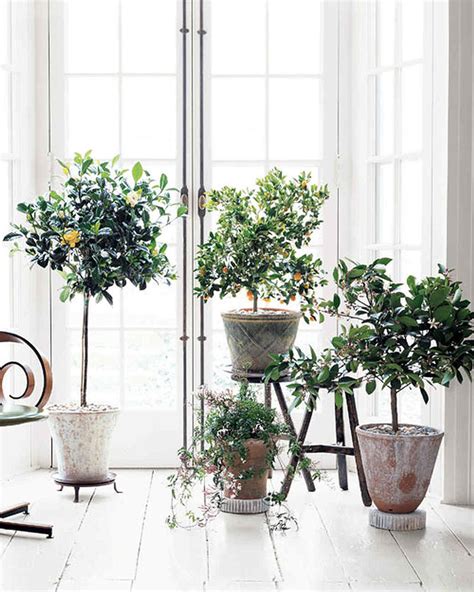 Interiors With Zest Indoor Citrus Trees Thou Swell