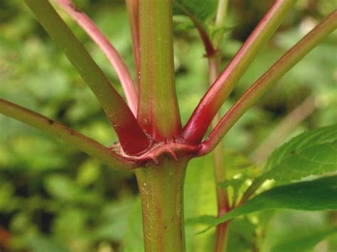 Most are succulents, which store water. Impatiens glandulifera (Himalaya touch-me-not, ornamental ...