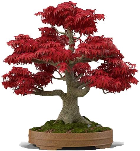 Japanese Red Maple Bonsai Tree 20 Seeds Acer Palmatumreal Etsy