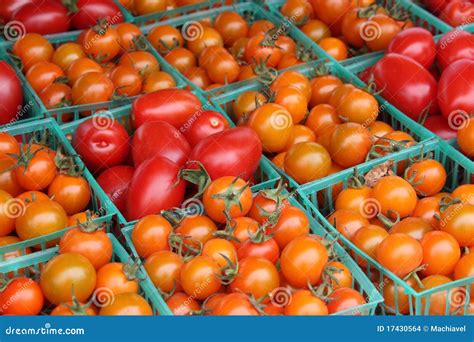 Tomatoes Orange And Red Stock Photo Image Of Natural 17430564