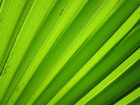 Palm Leaf Detail Free Stock Photo Public Domain Pictures