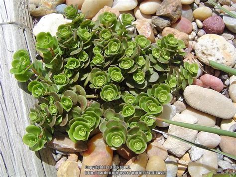 Sedums Plant Care And Collection Of Varieties