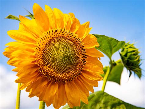 A guide to sunflowers | lovethegarden