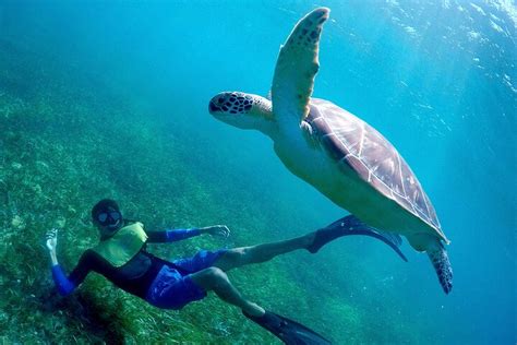 2023 Cancun Snorkeling Tour Swim With Turtles Reef Underwater Museum