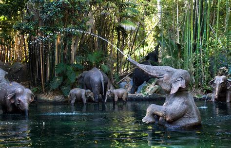 Viimeisimmät twiitit käyttäjältä jungle cruise (@junglecruise). BREAKING: Jungle Cruise Boat Reportedly Sank At Magic ...