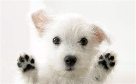 White Dog Wallpapers Wallpaper Cave