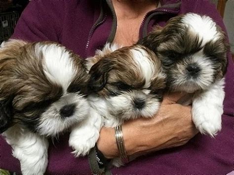 Shih Tzu Puppies For Sale Atlanta Ga Petzlover
