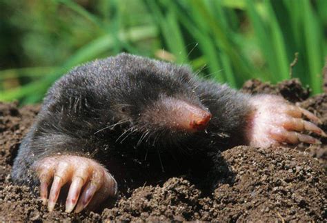 Mole Numbers Soar As Strychnine Ban Checks Pest Control