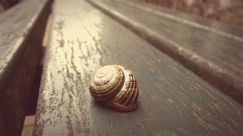 Royalty Free Photo Selective Focus Photography Of Brown Snail Pickpik