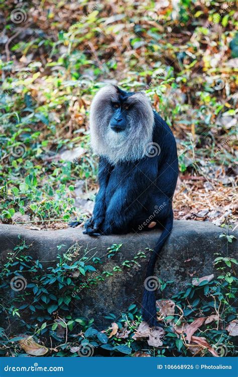 Simhavalan Kurangu Lion Tailed Macaque In In Trivandrum