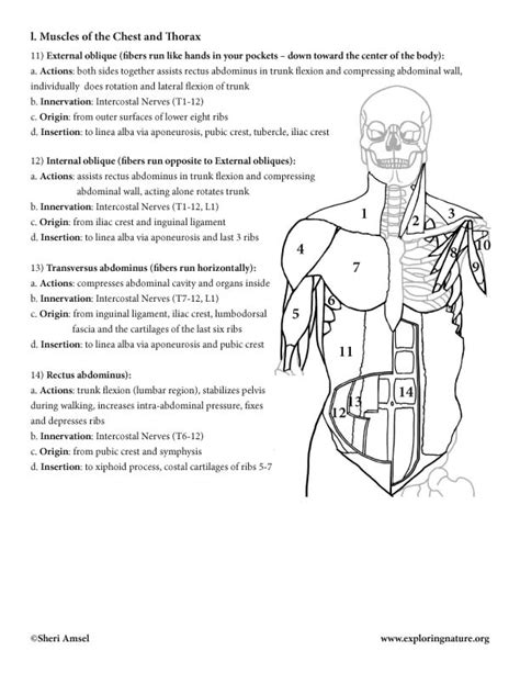 Muscles Of The Neck Chest And Thorax Coloring Page Im