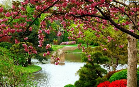 Kwitnące Drzewo Klomby Rzeka Park Wiosna