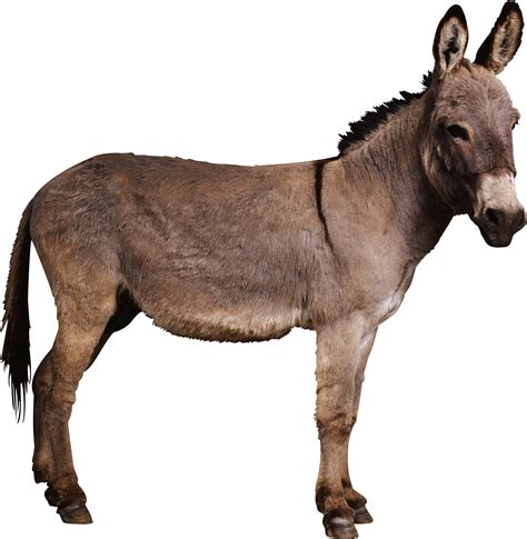 Donkey Clipart Image Png Transparent Background Free Download 47513