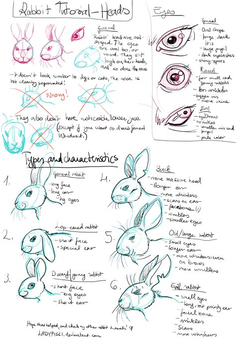 Rabbit Drawing Tutorial Pt1 Characteristics By Ladyfiszi On Deviantart