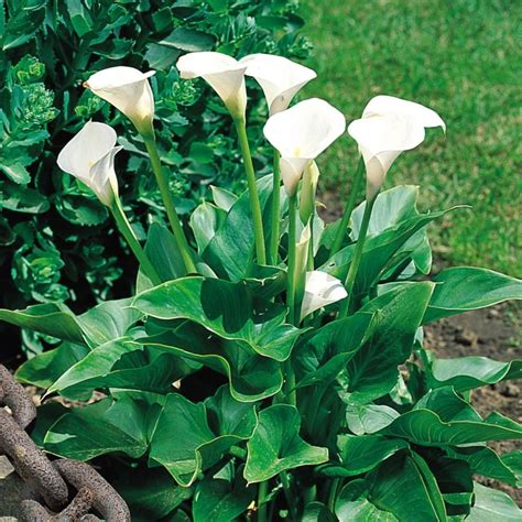 Image Result For Zantedeschia Aethiopica Reeds Plants Lily Plants