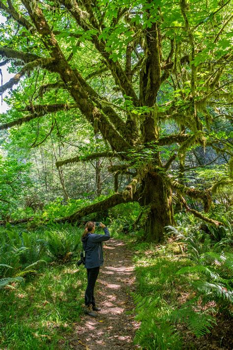 Check spelling or type a new query. The World's Tallest Trees and Beyond... Things to See and ...