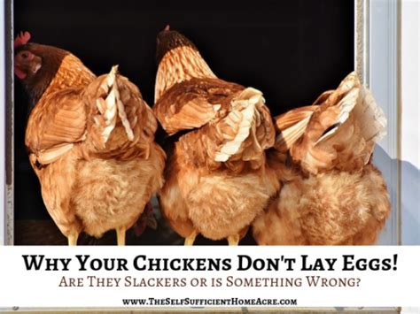 Why Your Chickens Dont Lay Eggs The Self Sufficient Homeacre