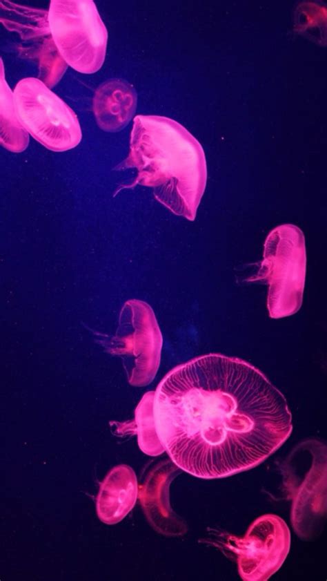It was not yet given a rating by anyone. Jellyfish | Backgrounds | Renkler, Balık ve Pembe