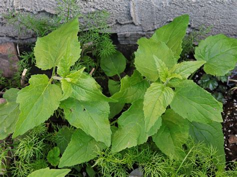 Aggressive Garden Plants How To Confine Invasive Plants