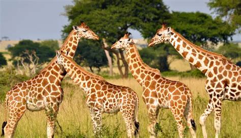 Reason Why Giraffe Has Long Necks