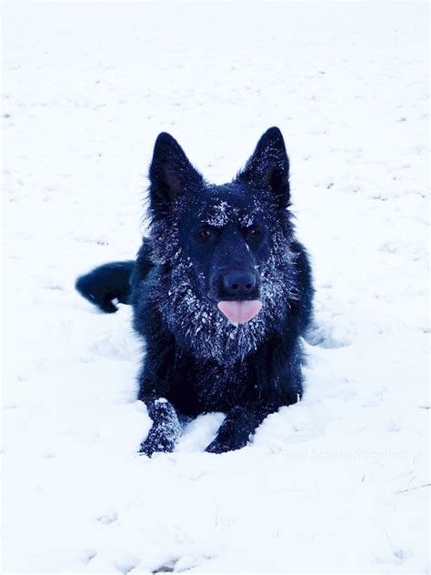 Snow Freak Ylvie Black German Shepherd Dog Puppy Time Black German