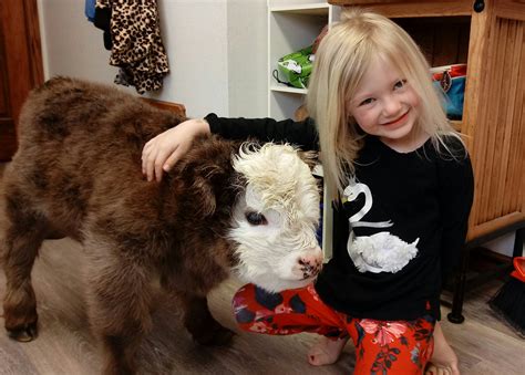But if you want your pet cow to be happy, you need to make sure it has everything it needs. Yes, You Can Own A Fluffy Mini Cow And They Make Great ...