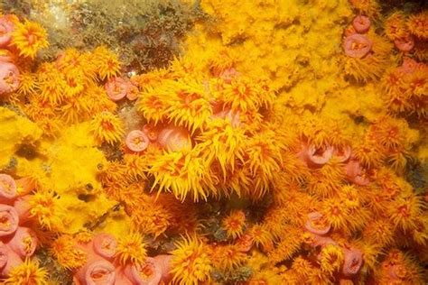 Stunning Underwater Plants And Sea Life On The Ocean Floor Underwater