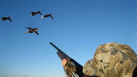 Duck Hunting Tips For Beginners The Best And Most Complete Hunting Tips