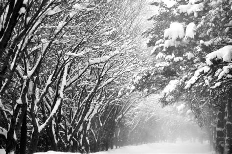 Winter Wonderland Tumblr Pics