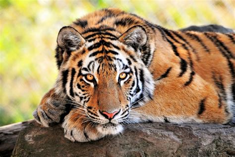 4k Bengal Tiger 壁纸 背景