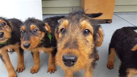 Rescue Airedale Puppies