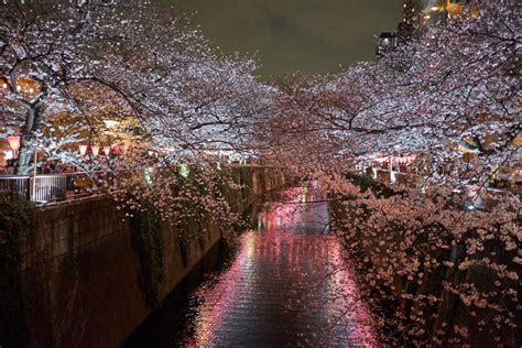 We are right next to the walgreens drugstore and behind auto glide express carwash. Nakameguro Cherry Blossom Illuminations 2020 | Cherry ...