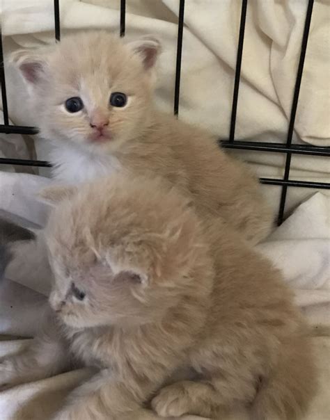 Fully vaccinated, litter trained, dewormed. Maine Coon Cats For Sale | Bedford, OH #227598 | Petzlover