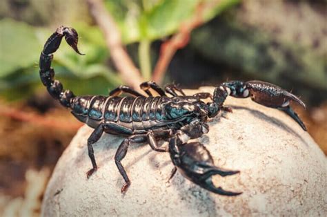 Characteristics Of Four Types Of Scorpions My Animals