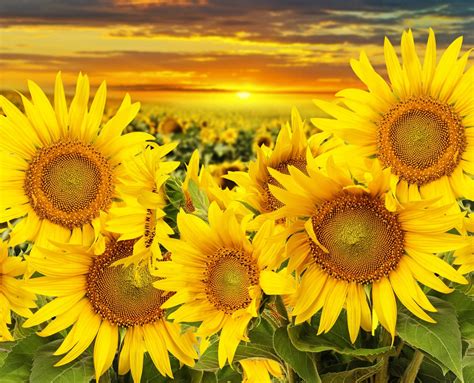 Sunflower 4k Ultra Hd Wallpaper Background Image 6000x4860