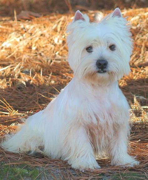 Westies Puppies For Sale And Upcoming West Highland Terrier Litters