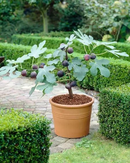 How To Grow Figs In Your Garden Or In A Pot Plant Instructions