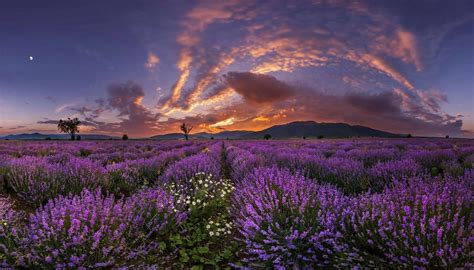 Lavender Field Sunset Hd Wallpaper Background Image 2500x1428 Id
