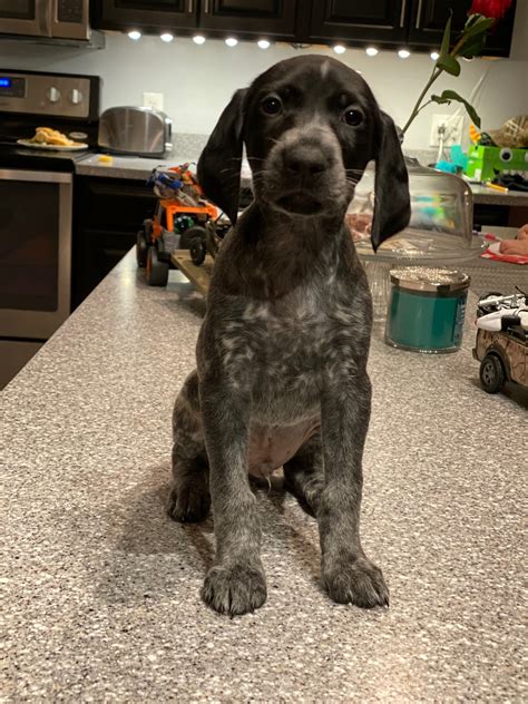 We are a hunting german shorthaired pointer breeder located in southern california, we breed competitive hunting dogs for the discriminating hunter. German Shorthaired Pointer Puppies For Sale | Wingate, NC ...