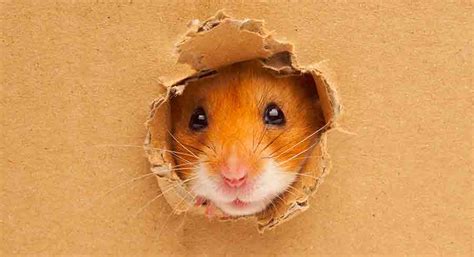 Where Do Hamsters Like To Hide When They Escape Their Cage