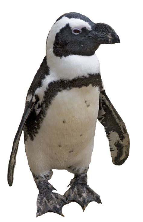 Penguin Png Image Transparent Image Download Size 662x1024px