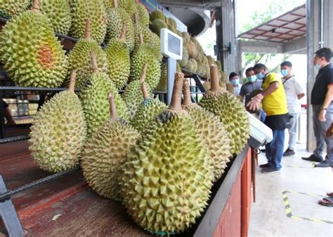 Joao ponces de carvalho ubd students film, 2015. Sana sini durian, antara mitos atau pantang larang... jom ...